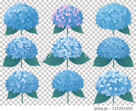 無地背景に整列して並ぶ複数のあじさいの花 137201403