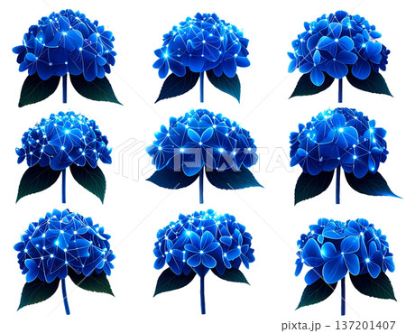 無地背景に整列して並ぶ複数のあじさいの花 137201407