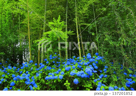 紫陽花の風景 137201852
