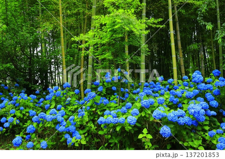 紫陽花の風景 137201853