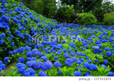 紫陽花の風景 137201854