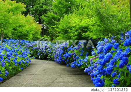 紫陽花の風景 137201856