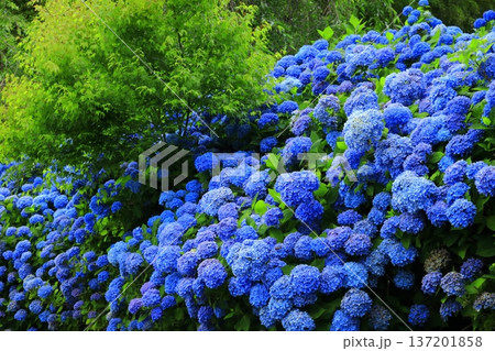 紫陽花の風景 137201858
