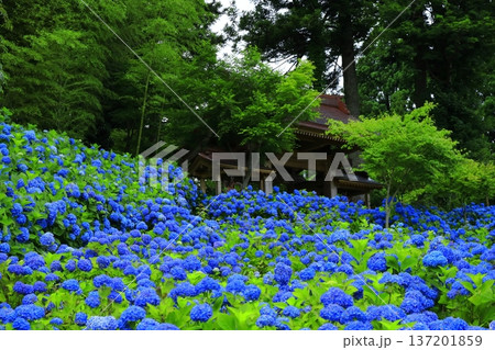 紫陽花の風景 137201859