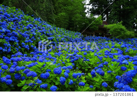紫陽花の風景 137201861