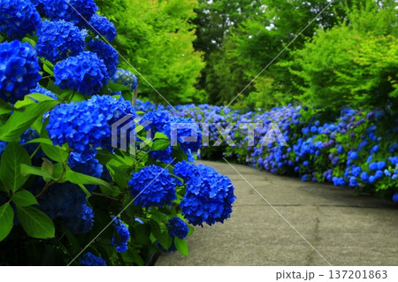 紫陽花の風景 137201863