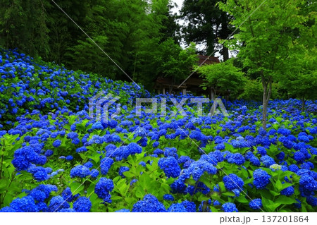 紫陽花の風景 137201864