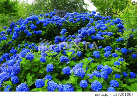 紫陽花の風景 137201867