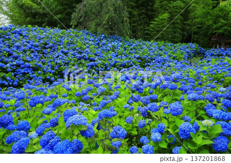 紫陽花の風景 137201868