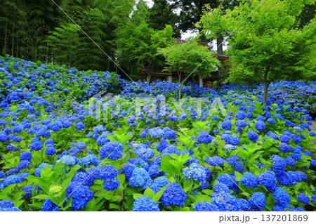 紫陽花の風景 紫陽花の風景 137201869