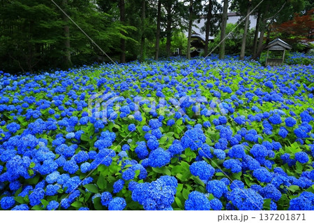 紫陽花の風景 137201871