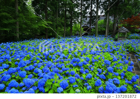 紫陽花の風景 紫陽花の風景 137201872