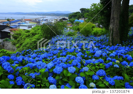 紫陽花の風景 137201874