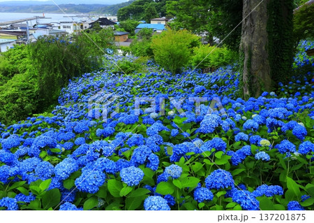 紫陽花の風景 137201875