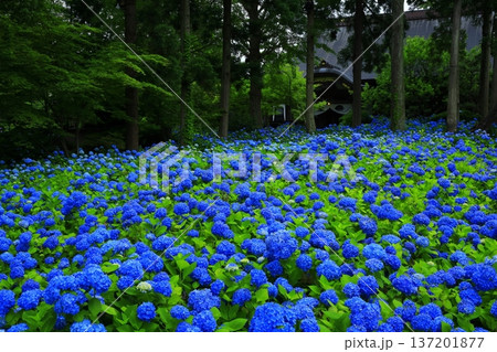 紫陽花の風景 137201877