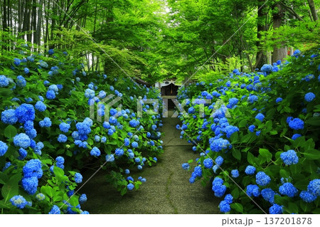 紫陽花の風景 137201878