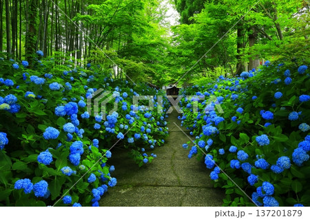 紫陽花の風景 137201879