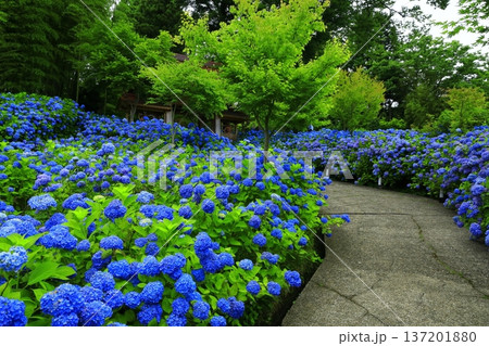 紫陽花の風景 137201880