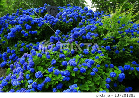 紫陽花の風景 137201883