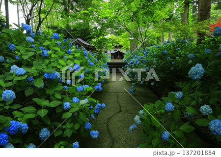 紫陽花の風景 137201884