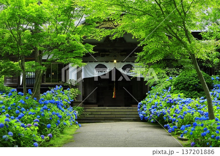 紫陽花の風景 137201886