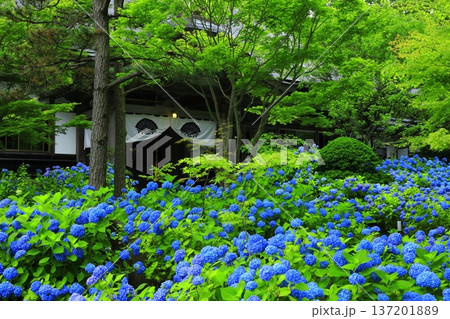 紫陽花の風景 137201889