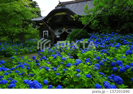 紫陽花の風景 137201890