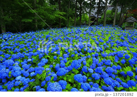 紫陽花の風景 紫陽花の風景 137201892
