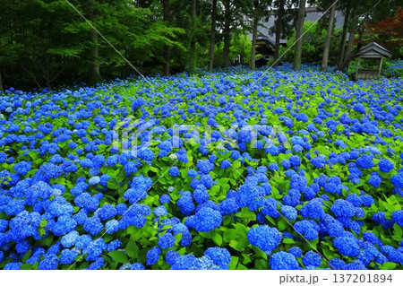 紫陽花の風景 137201894
