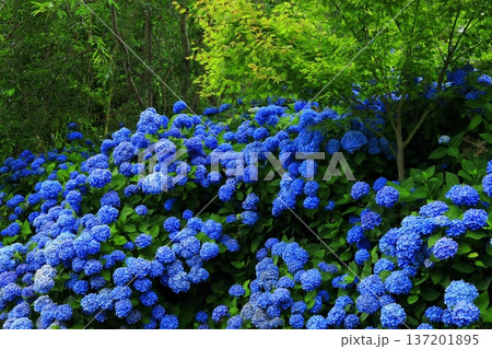 紫陽花の風景 137201895