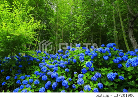 紫陽花の風景 137201900