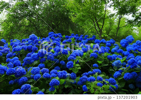 紫陽花の風景 137201903
