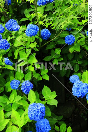 紫陽花の風景 137201904