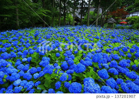 紫陽花の風景 137201907