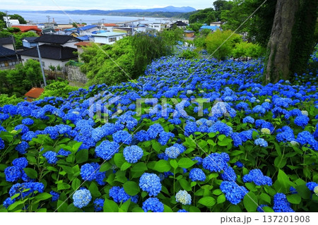 紫陽花の風景 137201908