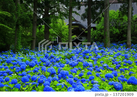 紫陽花の風景 137201909