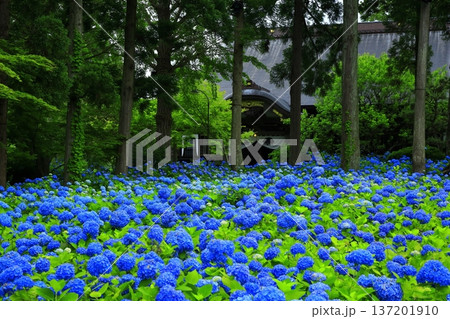 紫陽花の風景 137201910