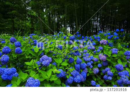 紫陽花の風景 137201916