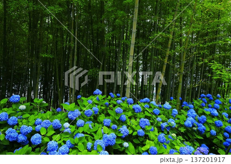 紫陽花の風景 137201917