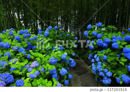 紫陽花の風景 137201918