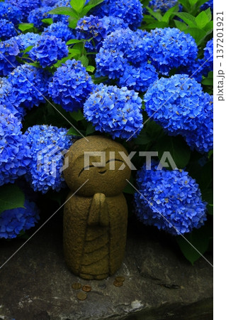 紫陽花の風景 紫陽花の風景 137201921