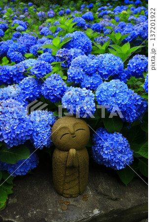 紫陽花の風景 137201922