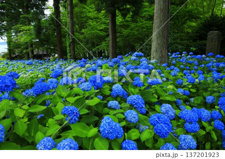 紫陽花の風景 137201923