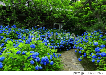 紫陽花の風景 137201927