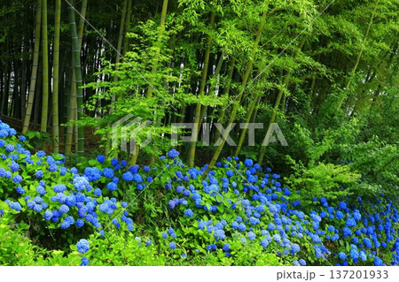 紫陽花の風景 137201933
