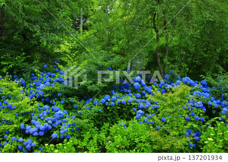 紫陽花の風景 137201934
