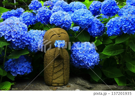 紫陽花の風景 137201935