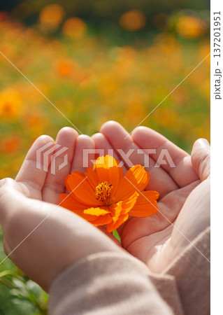 コスモスを手渡す手 137201951