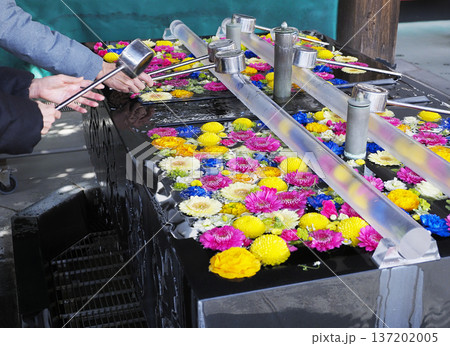 深川不動堂の花手水 137202005