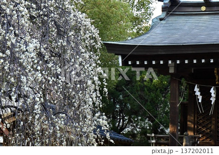 枝垂れ梅と神社 埼玉県川口神社 枝垂れ梅と神社 埼玉県川口神社 137202011